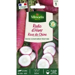 Rose de chine 1