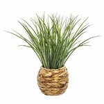 HERBE1
