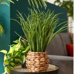 herbe4