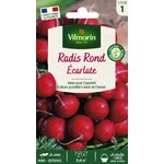 Radis Ecarlate 1