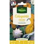 coloquinte 1