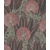P.VIN INT MOTIF ASPERIA ROSE 2