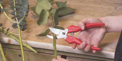 Cisaille de jardin Innovtools, Acheter Vos Sécateurs avec Innovtools