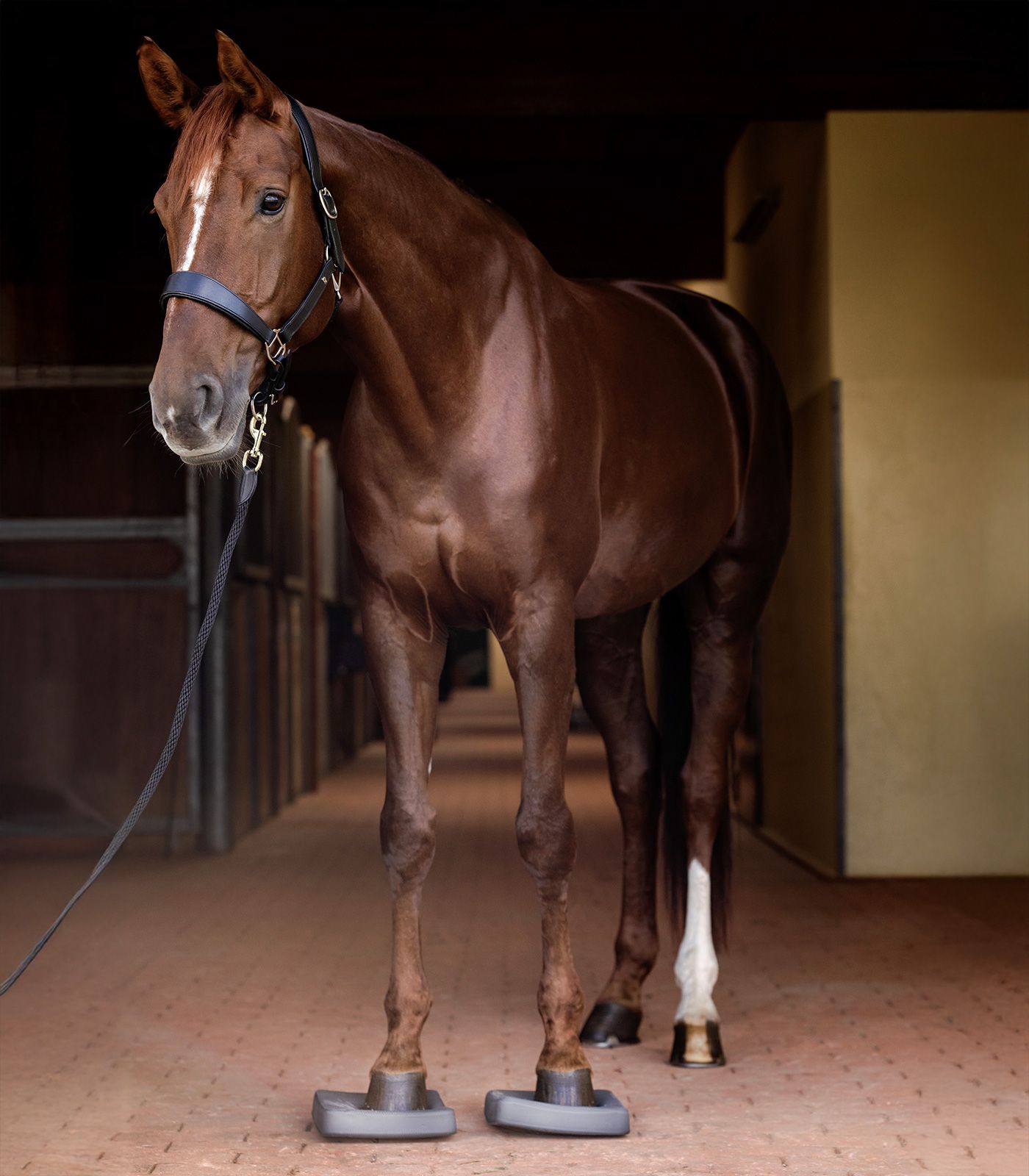 semelles-équilibre-cheval-waldhausen-4