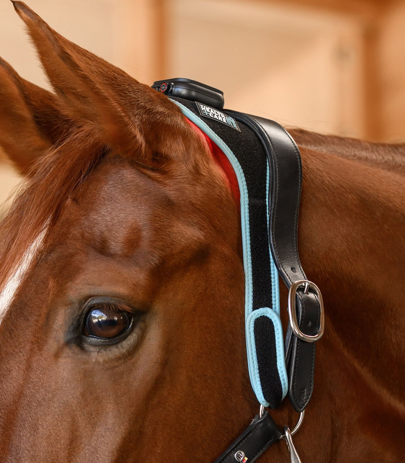 nuque-cervicale-cheval-vibrant-massage-11