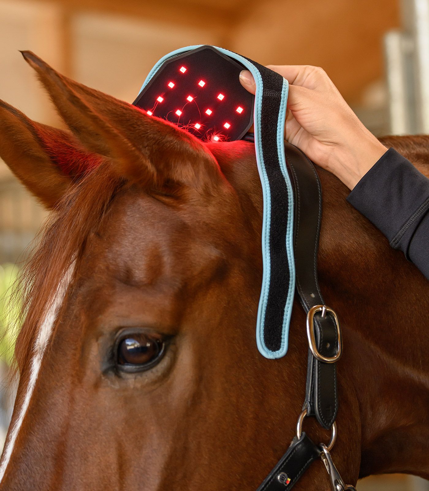 nuque-cervicale-cheval-vibrant-massage-12