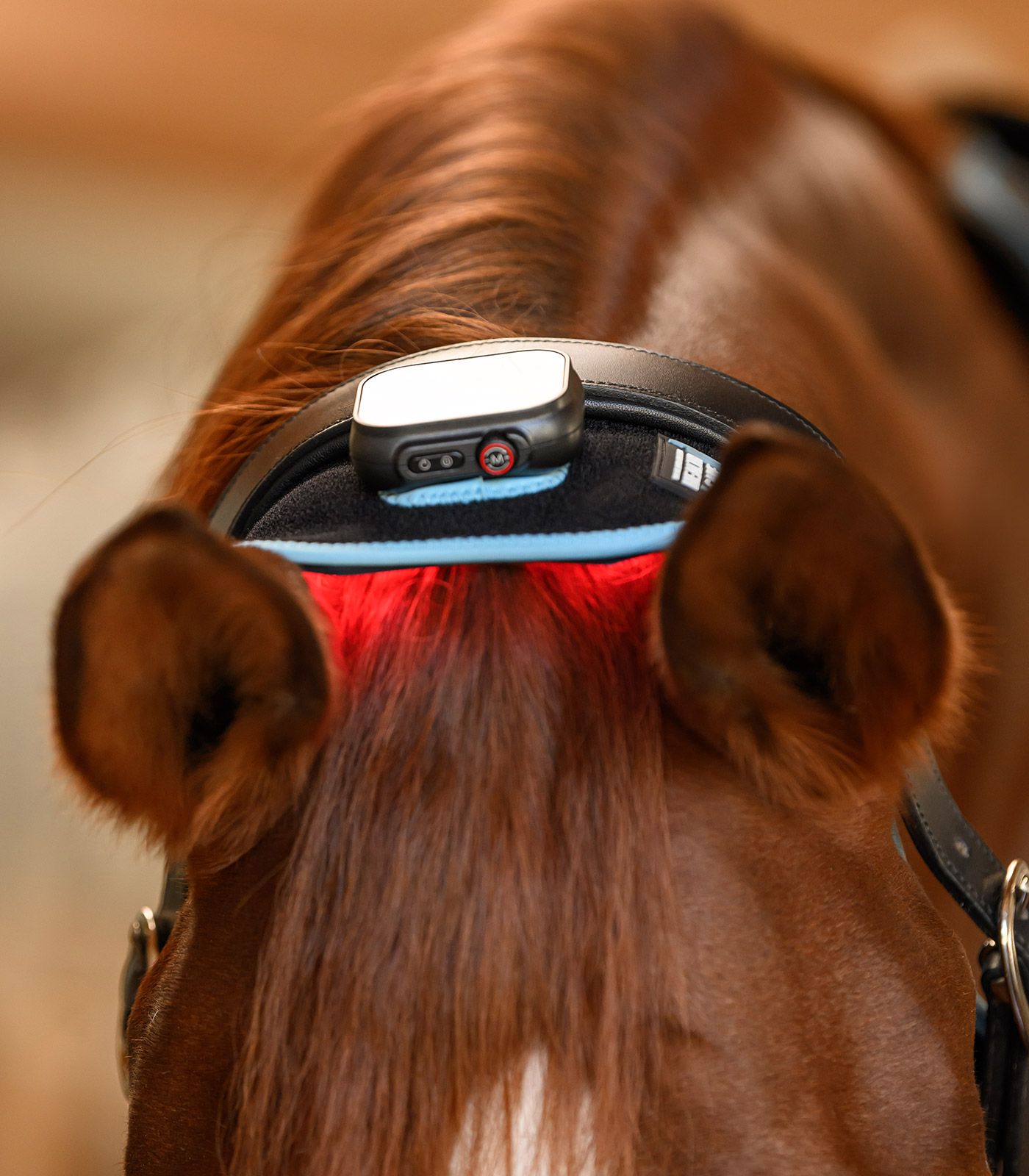 nuque-cervicale-cheval-vibrant-mjassage-12
