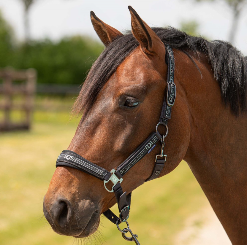 licol-et-longe-harry-horse-black
