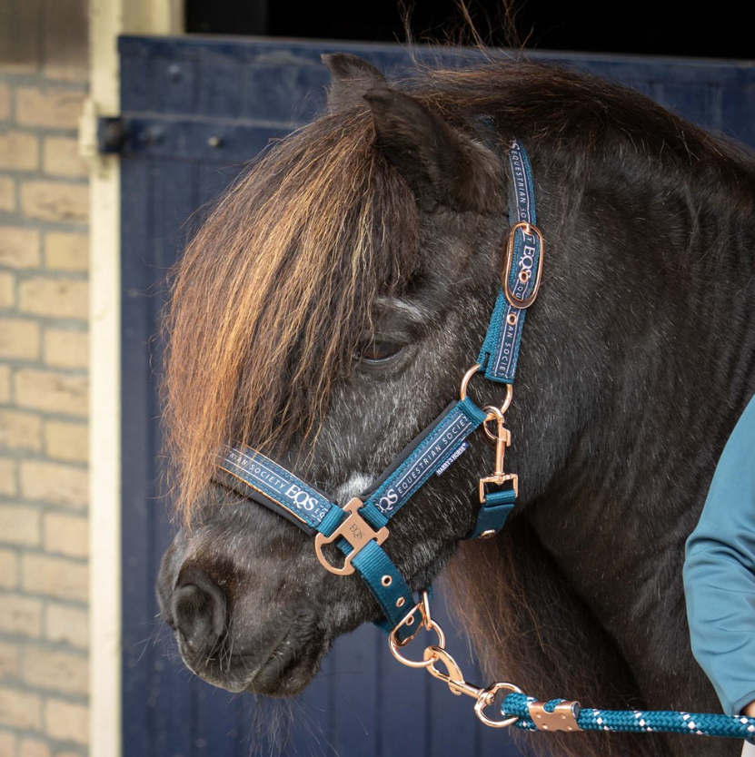 licol-et-longe-harry-horse-ocean