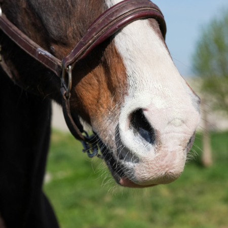 natural-sun-creme-solaire-cheval-natural-innov-1
