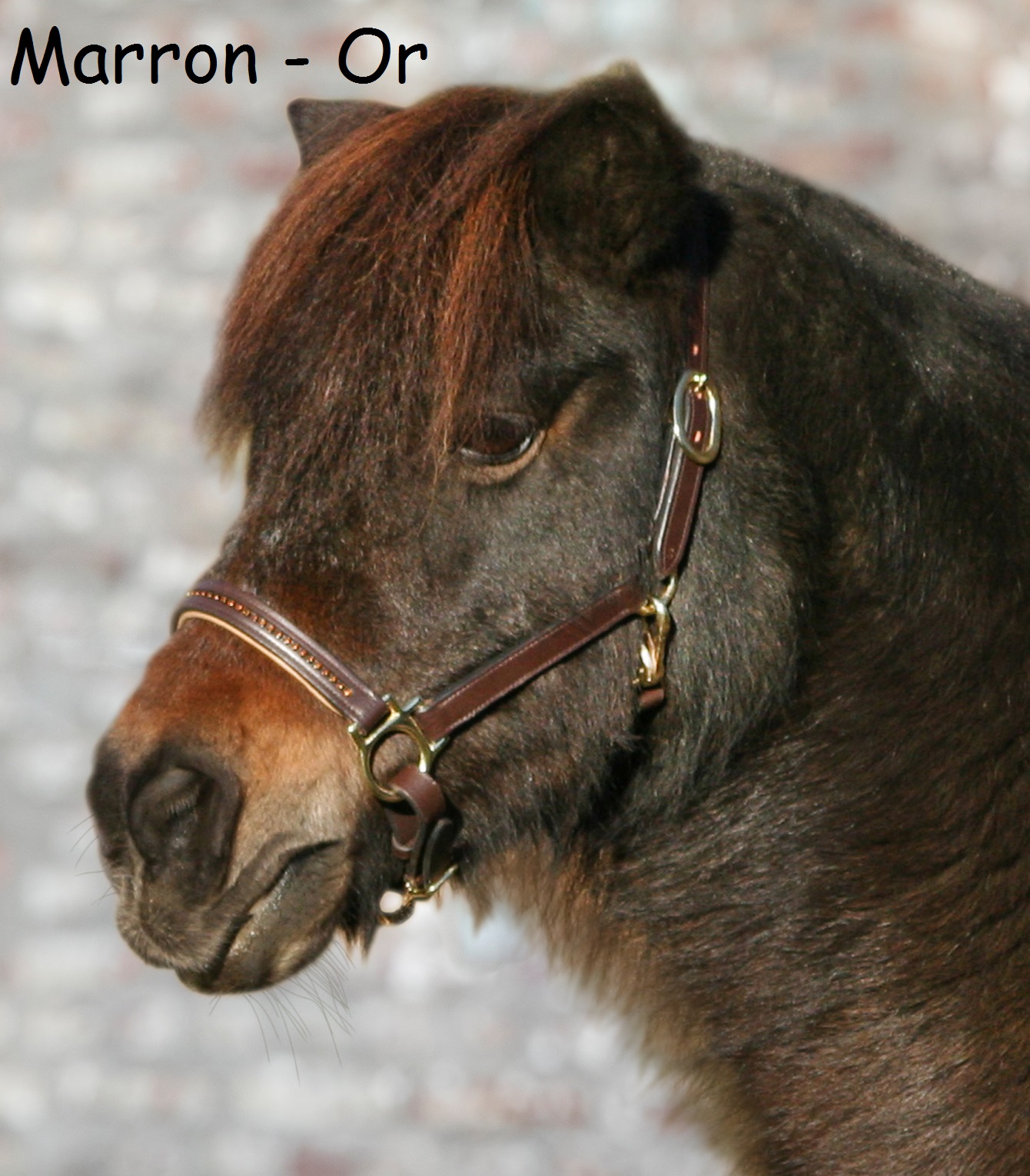 Licol Pour Cheval Et Poney Start Woden En Cuir Avec Cristaux, Tailles Poney/pur-sang/demi-sang, Noir Et Paillettes