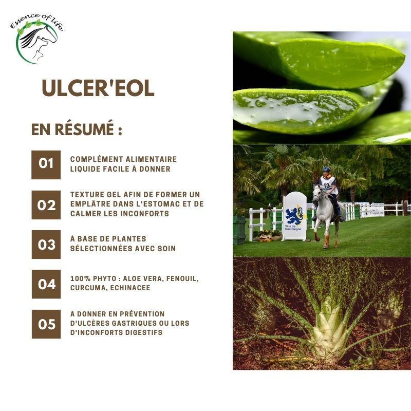 ulcer-eol-digestion-chevaux-ulceres2
