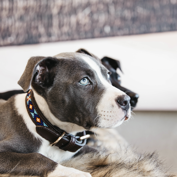 collier-pour-chien-perles-kentucky-bleu3