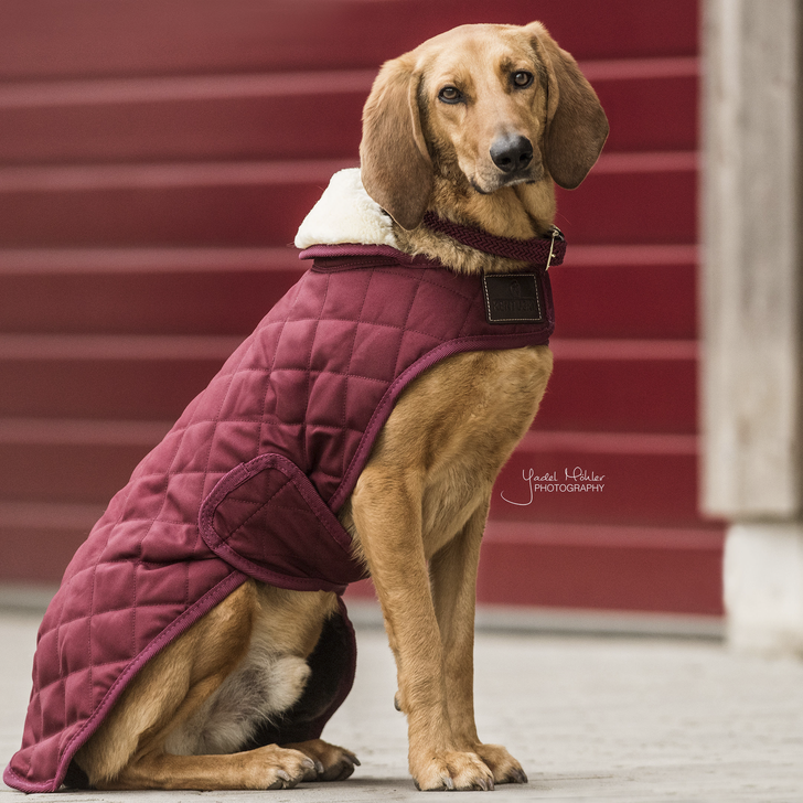 manteau chien bordeaux 1