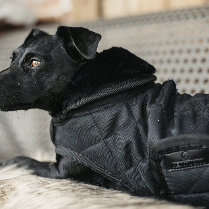 manteau chien noir3