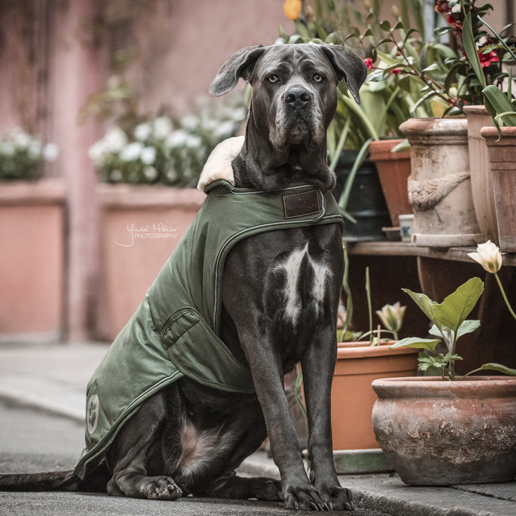 Manteau de Pluie Kentucky pour Chien