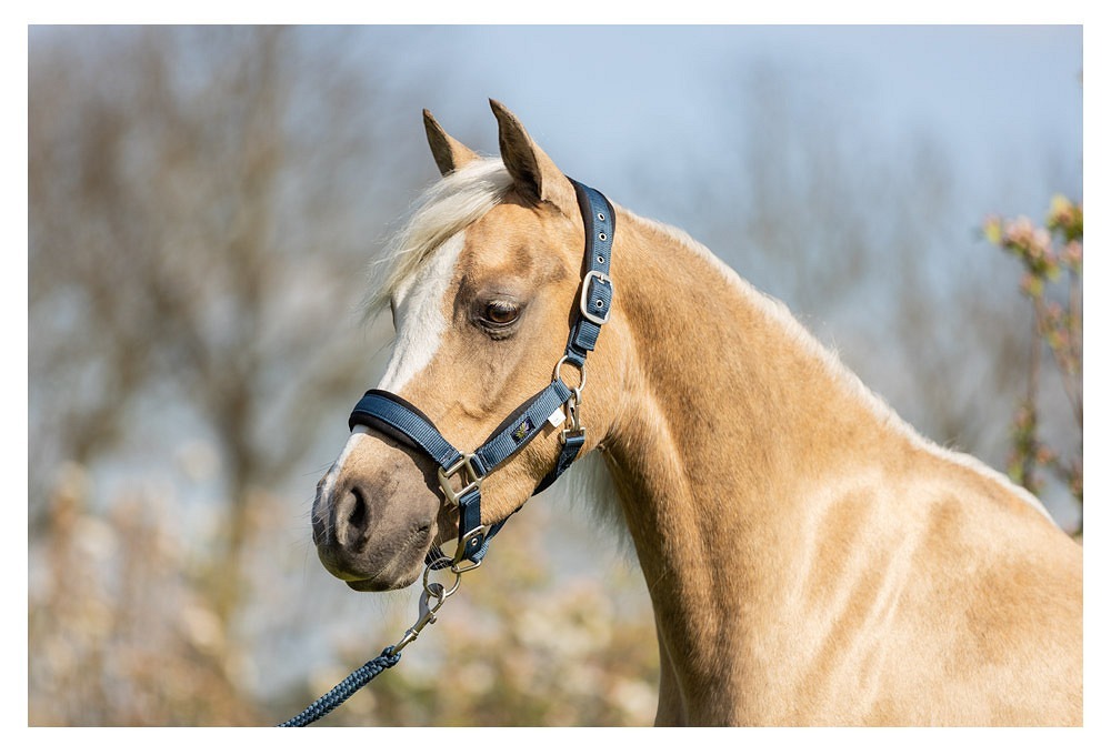 licol-br-mini-horse-navy-232332_L102_41