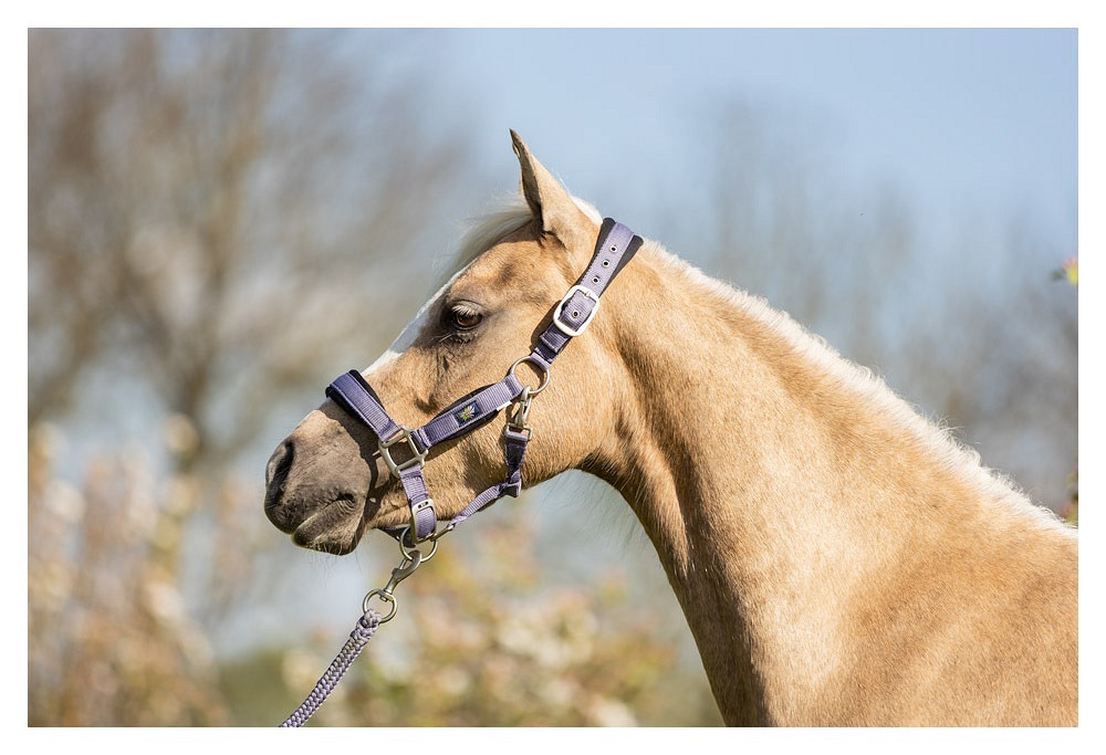 licol-br-mini-horse-mauve-232332_P119_41