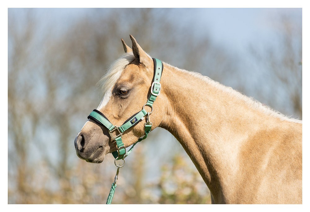 licol-be-mini-horse-vert-232332_G112_41