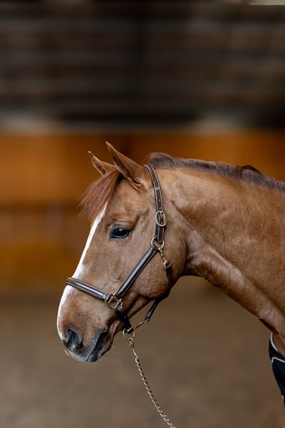 licol-cuir-little-groom-hfi-brun