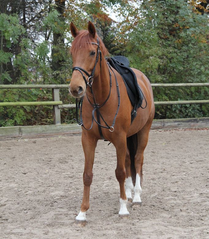 martingale-waldhausen-x-line-1