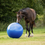 ballon-qhp-jeu-1