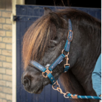 licol-et-longe-harry-horse-ocean
