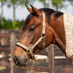 licol-et-longe-crystal-harry-horse-taupe