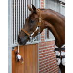 jouet-box-teckel-qhp