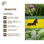 drain-eol-drainant-plantes2