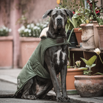 manteau chien vert olive 2