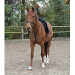 martingale-waldhausen-x-line-1