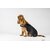 couverture-chien-horseware-newmarket-noir-imper (2)
