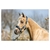 licol-br-mini-horse-navy-232332_L102_41