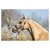 licol-br-mini-horse-mauve-232332_P119_41