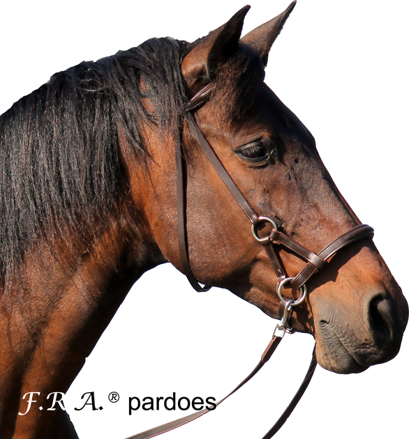 F.R.A. Bridon sans Mors Pardoes Side Pull Marron