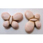 perle papillon creme pier49
