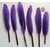 plume violet
