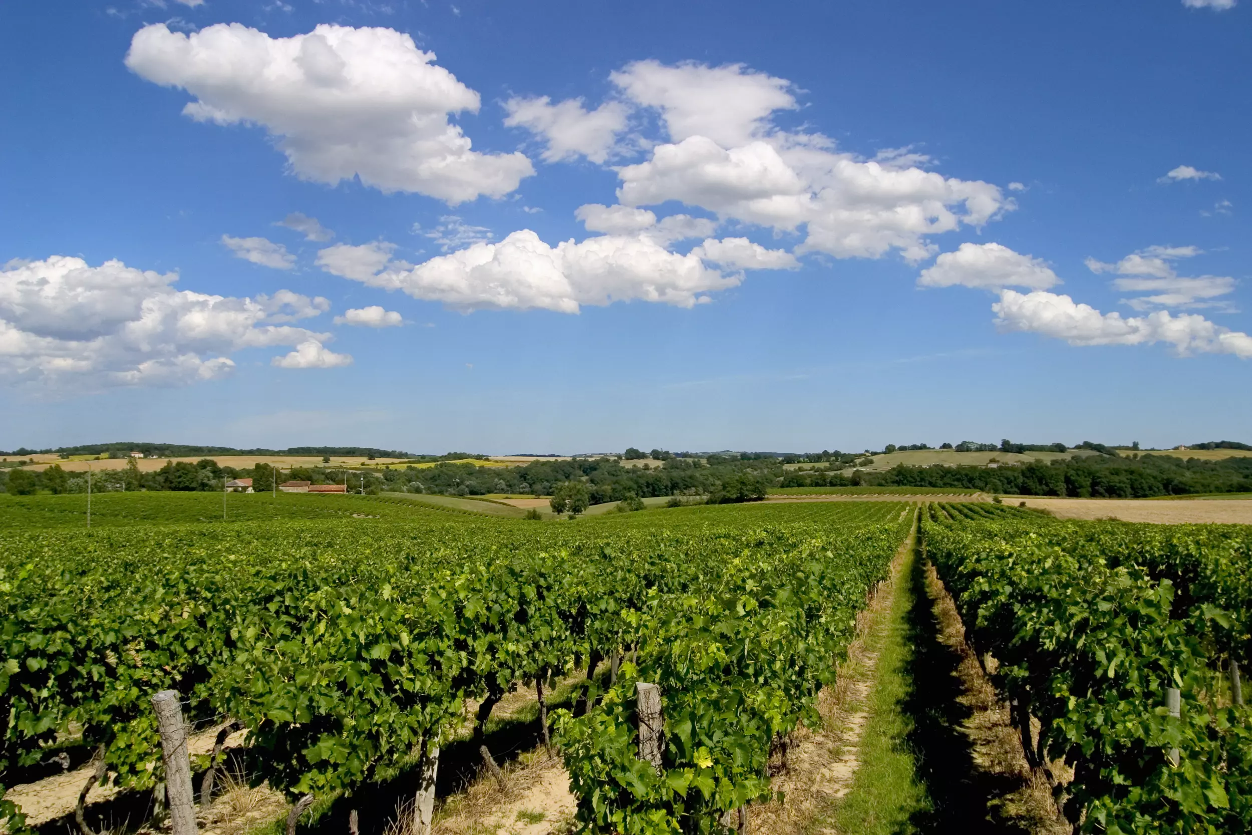 Vignes Delord
