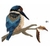 ecusson-oiseau-bleu