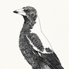 illustration-pie-australienne-450-ml-maxwell-and-williams-design-by-artist-marini-ferlazzo