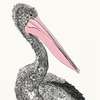 illustration-pelican-australien-450-ml-maxwell-and-williams-marini-ferlazzo-packaging