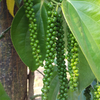grappe-de-poivre-vert-bio-du-laos-sur-poivrier
