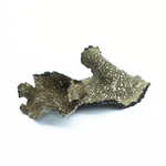 truffes-d-ete-sechees-tuber-aestivum-zoom3