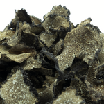 truffes-d-ete-sechees-tuber-aestivum-detail