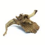 girolles-sechees-zoom2