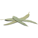 feuille-d-eucalyptus-entiere-eucalyptus-globulus-zoom