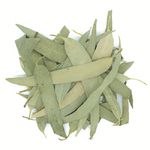 feuille-d-eucalyptus-entiere-eucalyptus-globulus
