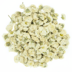 camomille-romaine-fleur-triee-france