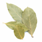 feuilles-de-laurier